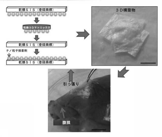 6437552-組織表面及び材料を接着する方法、並びにその生物医学的使用 図000012