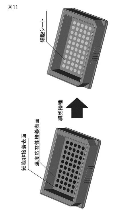 6468714-培養容器及びそれを利用した複数の積層細胞シートの作製方法 図000012