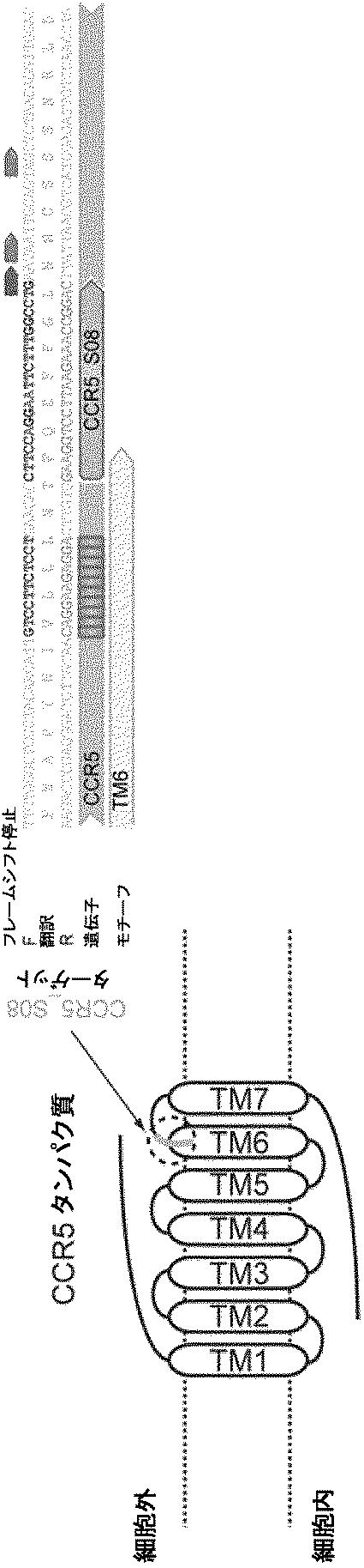 6488283-Ｃ−Ｃケモカイン受容体５型（ＣＣＲ５）遺伝子を開裂するＬＡＧＬＩＤＡＤＧホーミングエンドヌクレアーゼおよびその用途 図000012