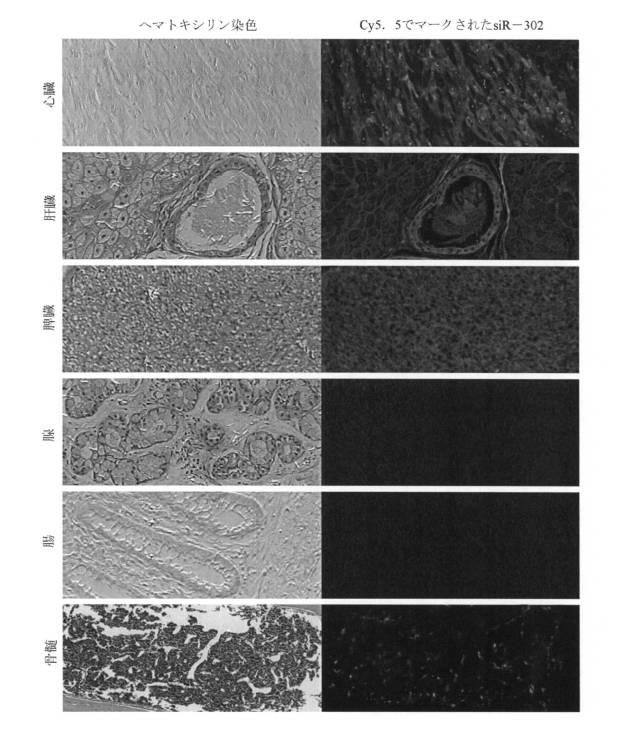 6521981-生体内及び体外で核酸類薬物を送達するための新規な糖アルコール類組成物 図000012