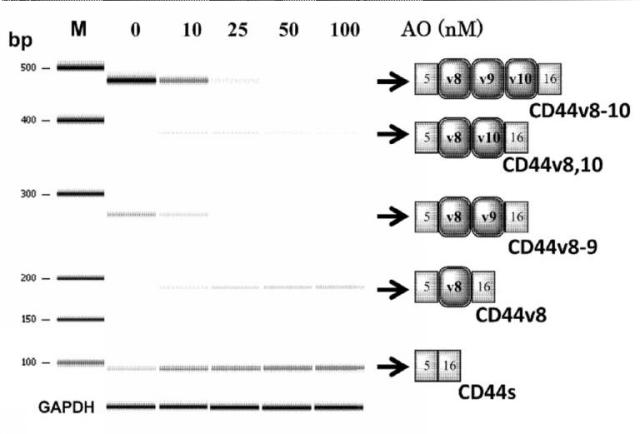 6536911-ＣＤ４４遺伝子のバリアントエクソンのスキッピングを誘導し、正常型ＣＤ４４ｍＲＮＡの発現を増加させる核酸医薬 図000012