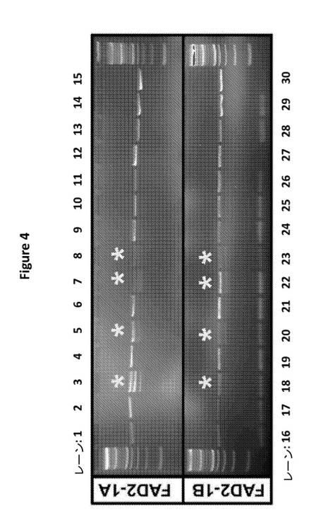 6591898-ＦＡＤ２−１Ａ／１Ｂ遺伝子の標的化ノックアウトを介した、大豆油組成物の改変 図000012