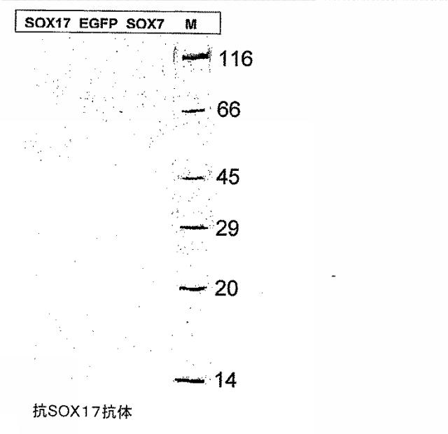 6595041-ＰＤＸ１発現背側及び腹側前腸内胚葉 図000012