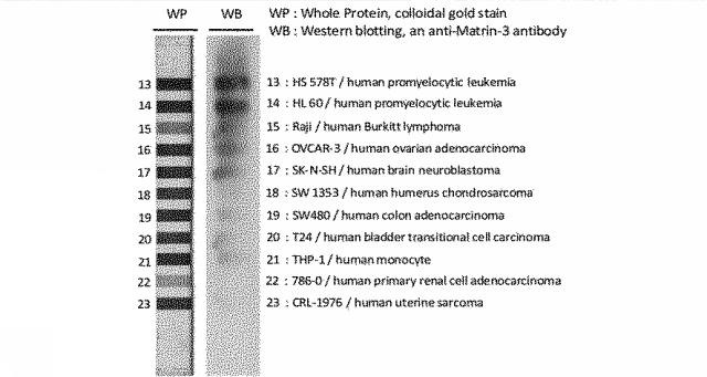 6609867-癌治療薬剤ならびに治療方法 図000012