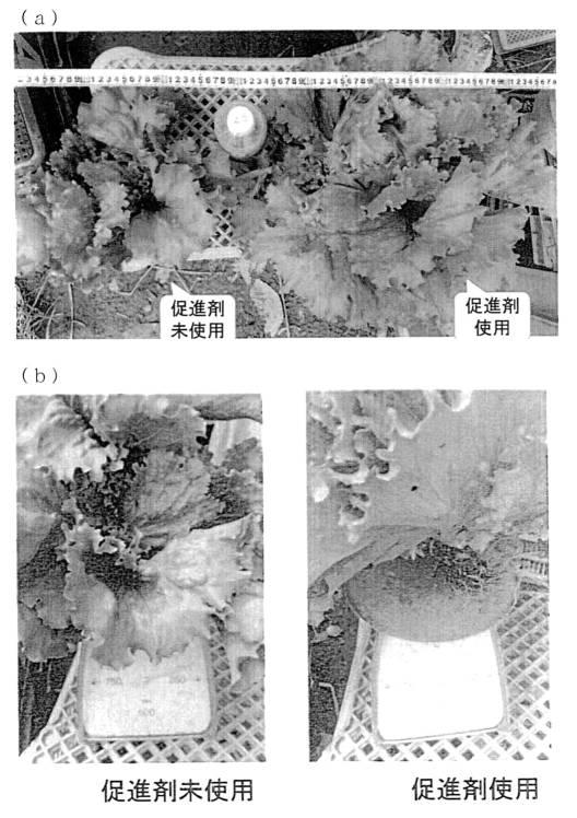 6778922-天然物由来成分含有組成物の製造方法、天然物由来成分含有組成物、これを用いた機能性飲食料品 図000012