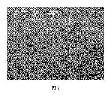 6783871-向上された弾性率を有する軽量鋼、鋼板およびその製造方法 図000012