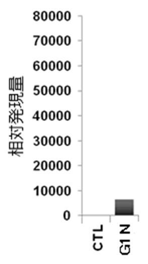 6822837-膵内分泌細胞及びその製造方法、並びに分化転換剤 図000012