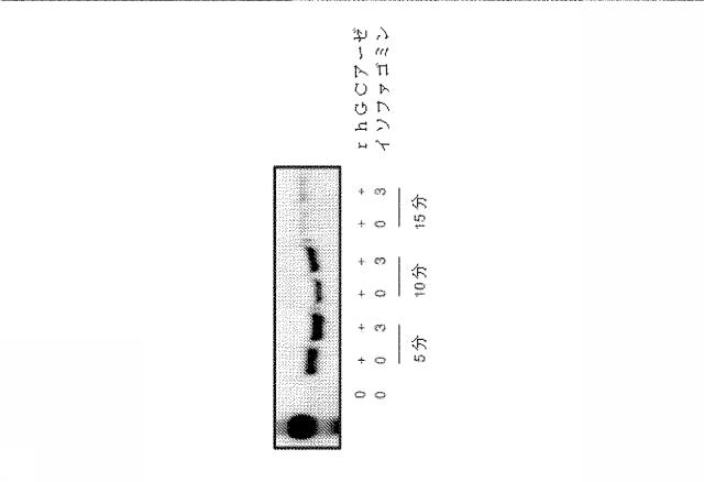 6857648-リソソーム障害及び中枢神経系の変性障害の治療及び予防のための（３Ｒ，４Ｒ，５Ｓ）−５−（ジフルオロメチル）ピペリジン−３，４−ジオールを含むレジメン 図000012