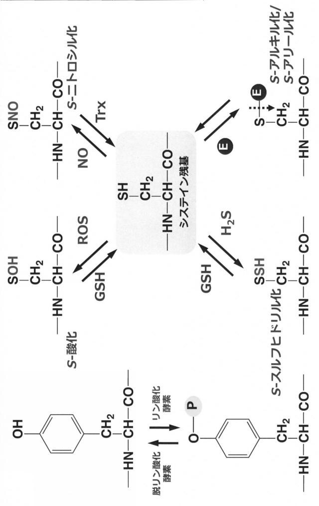 6887640-ＤＮＭＴのＳ−ニトロシル化阻害剤、がん治療薬及びそのスクリーニング方法 図000012