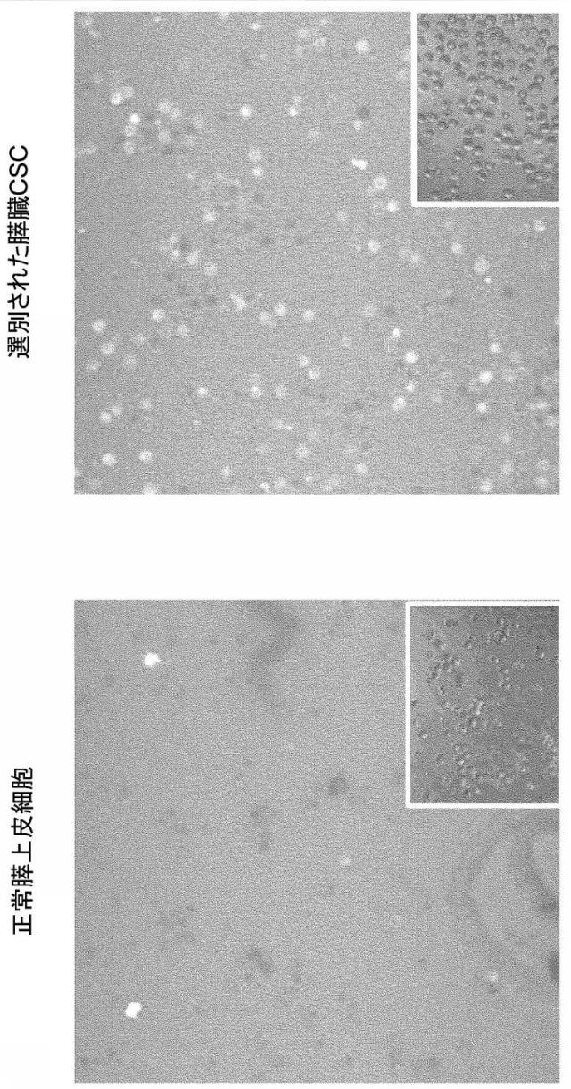 6938478-癌幹細胞を阻害する組成物及び方法 図000012