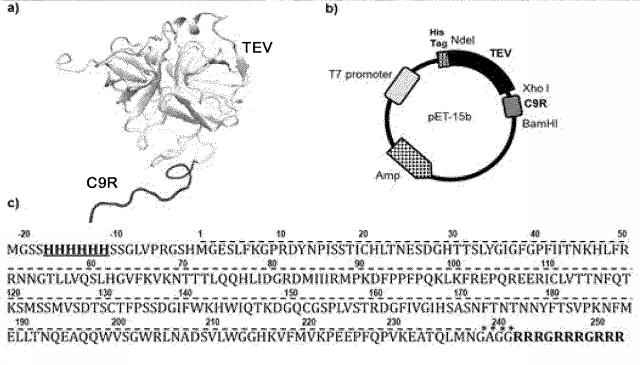 6986261-組換ポリペプチドの発現量及び収量の向上方法 図000012