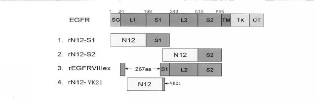 5680087-特異的結合タンパク質およびその使用 図000013