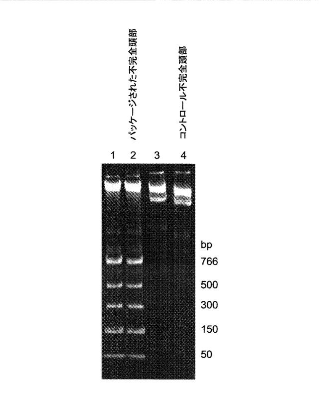 5863766-タンパク質および核酸送達媒体、その成分および機構 図000013