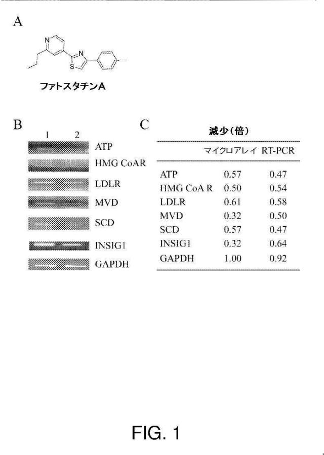 5878937-代謝障害を処置するための組成物および方法 図000013