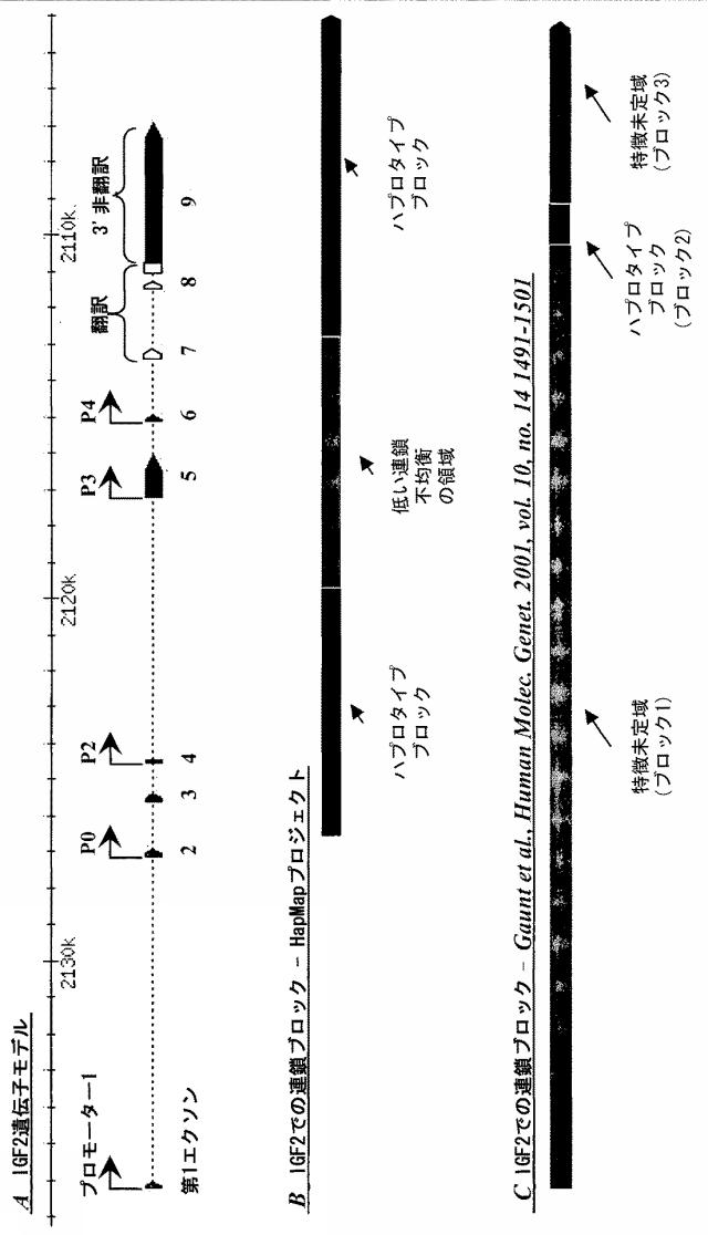 5902843-ＩＧＦ２遺伝子の対立遺伝子特異的な発現を判定するための一塩基多型ならびに新規および公知の多型の組み合わせ 図000013