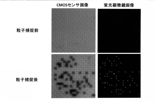 5928937-細胞解析装置及び細胞解析方法 図000013