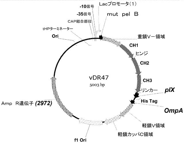 5955773-改善された細菌膜タンパク質分泌 図000013