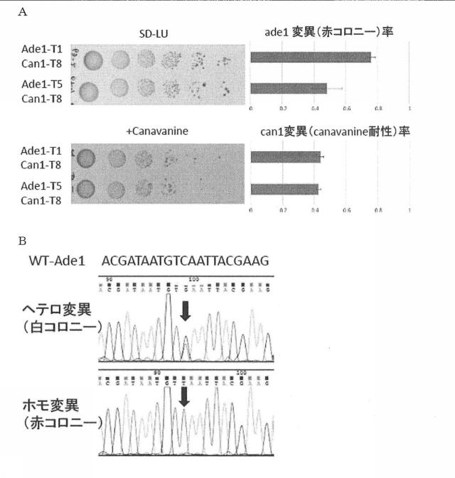 6206893-標的化したＤＮＡ配列の核酸塩基を特異的に変換するゲノム配列の改変方法及びそれに用いる分子複合体 図000013