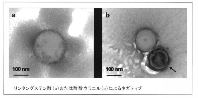 6255035-分離方法、検出方法、シグナル測定方法、疾患の判定方法、疾患治療薬の薬効評価方法、キット及び液状組成物 図000013
