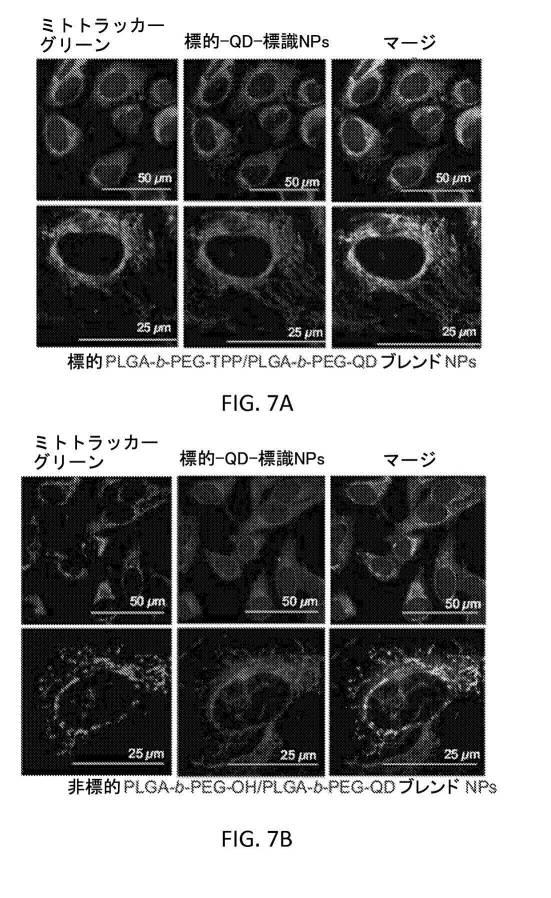 6356614-薬剤のミトコンドリア輸送のためのナノ粒子 図000013