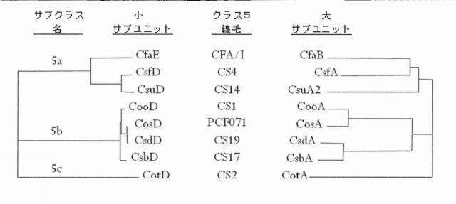 6403680-複数の毒素原性大腸菌線毛サブユニットを含む組み換えポリペプチド構築物 図000013