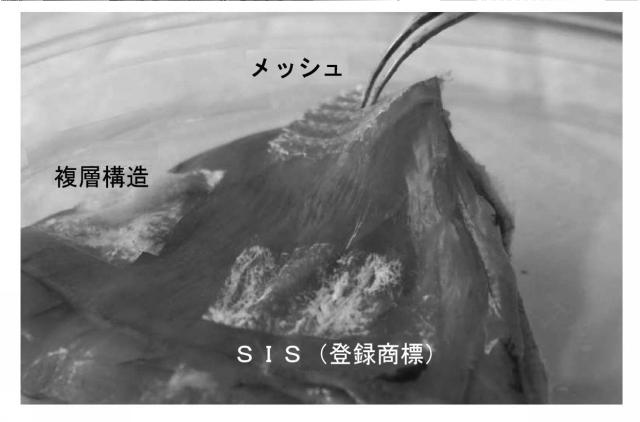 6437552-組織表面及び材料を接着する方法、並びにその生物医学的使用 図000013