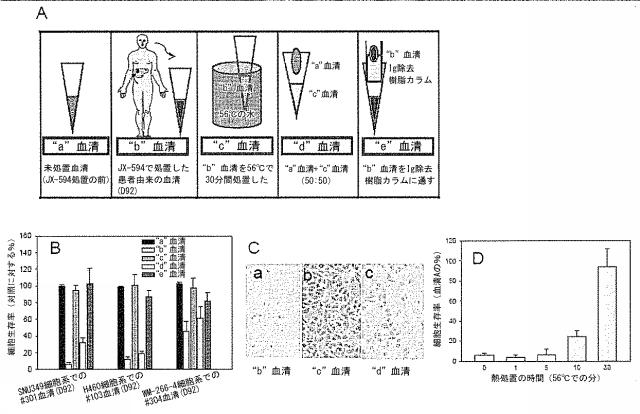 6457003-腫瘍溶解性ワクシニアウイルスの投与による腫瘍抗原に対する抗体の生成および腫瘍特異的補体依存性細胞傷害の生成 図000013