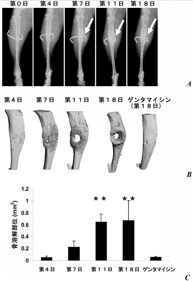 6559302-黄色ブドウ球菌（Ｓｔａｐｈｙｌｏｃｏｃｃｕｓ  ａｕｒｅｕｓ）感染症に対する抗グルコサミニダーゼ受動免疫処置 図000013