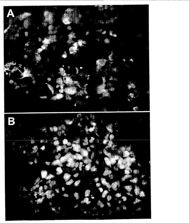 6595041-ＰＤＸ１発現背側及び腹側前腸内胚葉 図000013