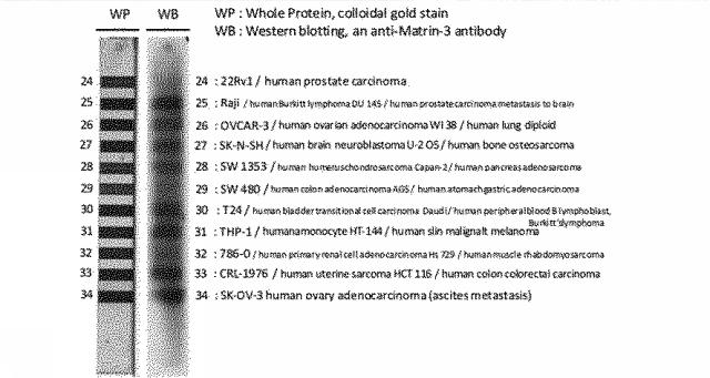 6609867-癌治療薬剤ならびに治療方法 図000013