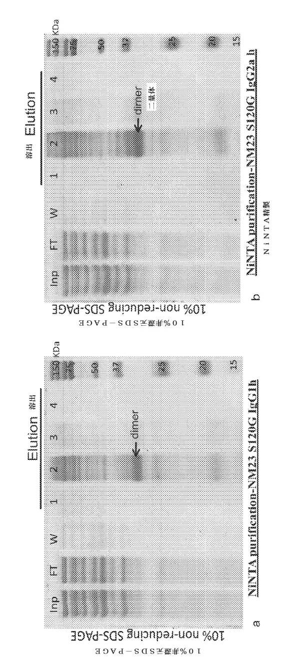 6717725-遺伝子操作した成長因子変異体 図000013