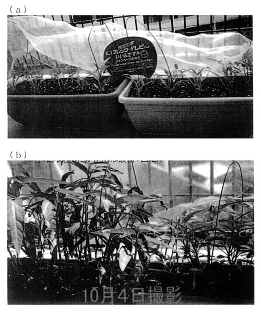 6778922-天然物由来成分含有組成物の製造方法、天然物由来成分含有組成物、これを用いた機能性飲食料品 図000013