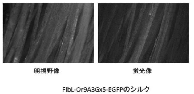 6810470-融合タンパク質を含むシルク繊維及び該シルク繊維の製造方法 図000013