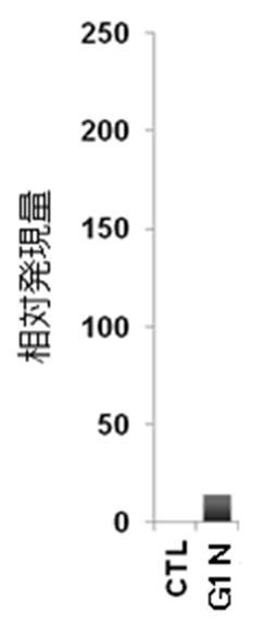 6822837-膵内分泌細胞及びその製造方法、並びに分化転換剤 図000013