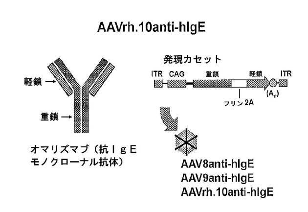 6878301-アレルゲンに対する反応を予防するための遺伝子治療 図000013