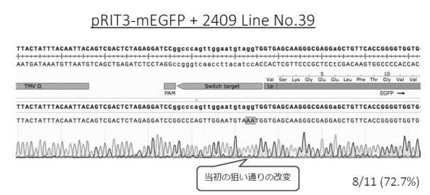 6923205-標的化したＤＮＡ配列の核酸塩基を特異的に変換する、単子葉植物のゲノム配列の変換方法、及びそれに用いる分子複合体 図000013