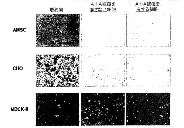 5679986-細胞輸送システム 図000014