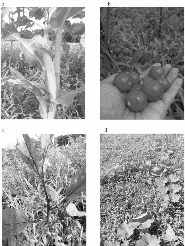 5770897-大気中の常在菌を活用し無肥料および無農薬で野菜を栽培する畑の造成方法 図000014