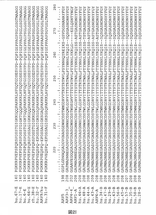 5797397-アデノ随伴ウイルス（ＡＡＶ）の同源系統群（クレイド）、配列、それらを含有するベクターおよびそれらの用途 図000014