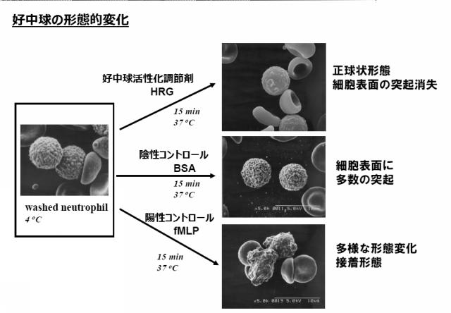 5807937-好中球活性化に起因する疾患の治療薬、治療方法及び検査方法 図000014