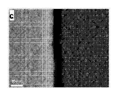 5855669-トリアリールアミンの超分子集合体による電気伝導 図000014