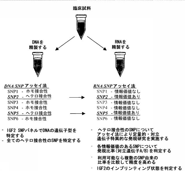 5902843-ＩＧＦ２遺伝子の対立遺伝子特異的な発現を判定するための一塩基多型ならびに新規および公知の多型の組み合わせ 図000014