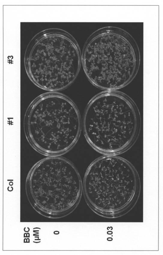 5977605-４−ＨＰＰＤ阻害剤に対する感受性を判定する方法 図000014