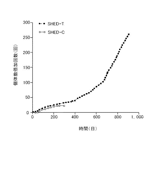 6010112-不死化幹細胞及びその産生物を有効成分とする医薬組成物並びに医薬製剤 図000014