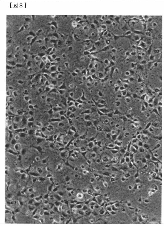 6072967-リン酸カルシウム焼結体粒子の製造方法 図000014