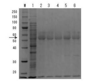 6077569-親水性組換えタンパク質の抽出方法 図000014
