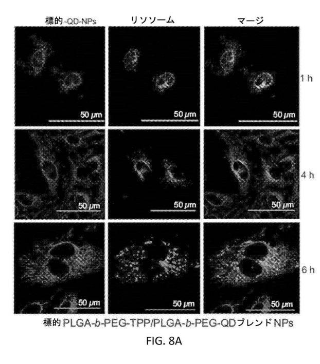 6356614-薬剤のミトコンドリア輸送のためのナノ粒子 図000014