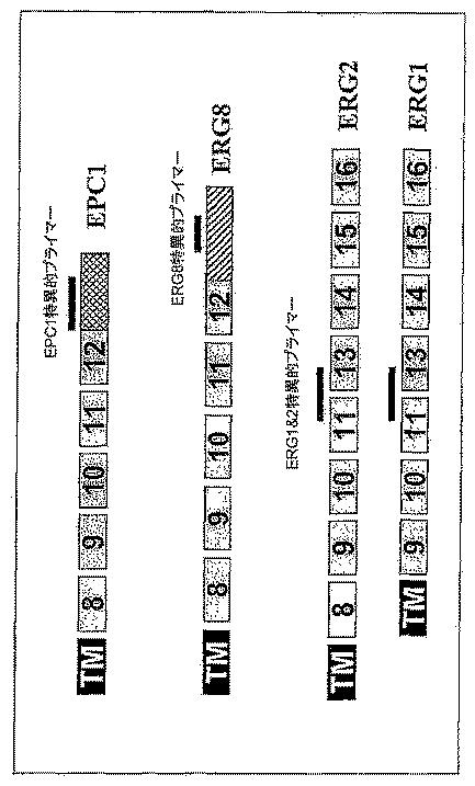 6383743-ＥＲＧ遺伝子発現における前立腺癌特異的変化ならびにそれらの変化に基づく検出および治療方法 図000014