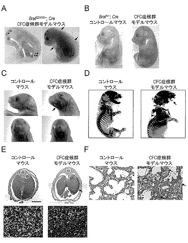 6429306-ＣＦＣ症候群モデルマウスの作製とその治療法の確立 図000014