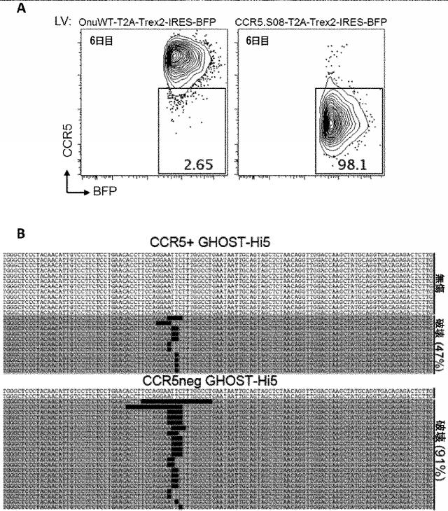 6488283-Ｃ−Ｃケモカイン受容体５型（ＣＣＲ５）遺伝子を開裂するＬＡＧＬＩＤＡＤＧホーミングエンドヌクレアーゼおよびその用途 図000014